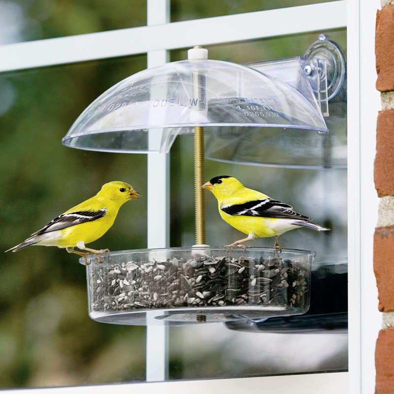 Droll Yankees The Winner Window Tray Bird Feeder & Reviews Wayfair